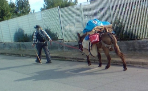 Bari, avvistati Diana e il suo asino: a piedi dalla Francia alla 
